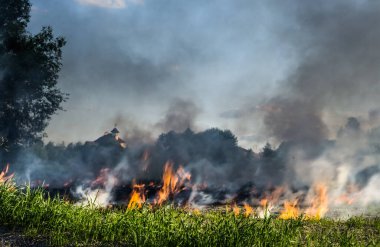 Çimenler çayırda yanıyor. Ekolojik felaket. Ateş ve duman tüm yaşamı yok eder..