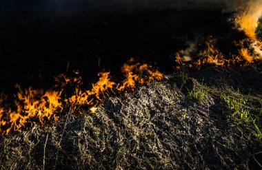 Çimenler çayırda yanıyor. Ekolojik felaket. Ateş ve duman tüm yaşamı yok eder..