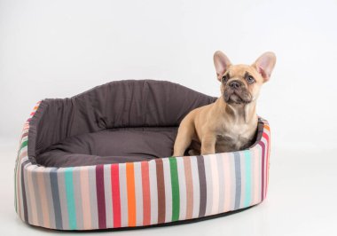 Beyaz arka planda bir Fransız bulldog köpeğinin portresi.