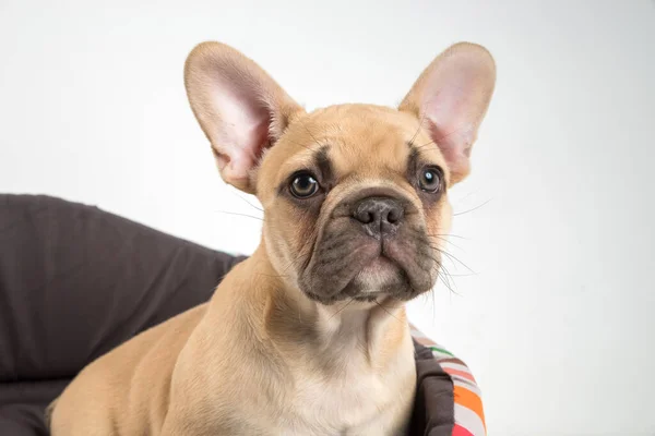 白い背景にフランスのブルドッグ子犬の肖像画 — ストック写真