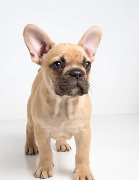 Ritratto Cucciolo Bulldog Francese Sfondo Bianco — Foto Stock