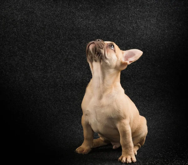 黒の背景にフランスのブルドッグ子犬の肖像画 — ストック写真