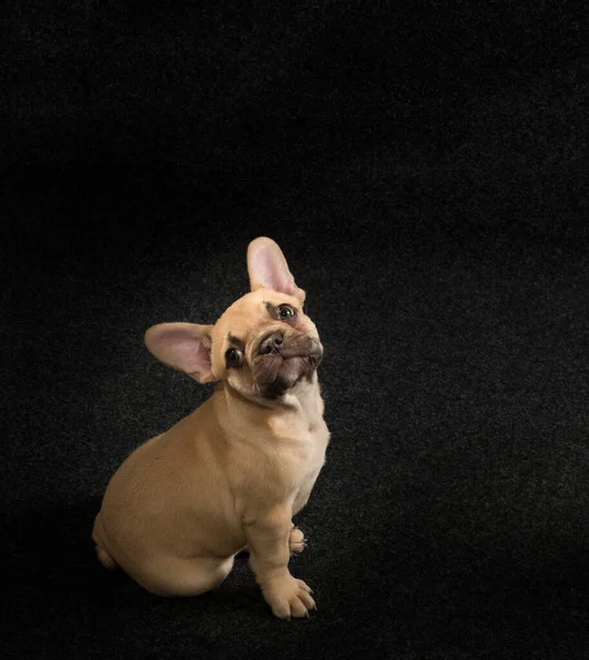 Retrato Cachorro Bulldog Francês Fundo Preto — Fotografia de Stock