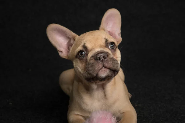 Portré Egy Francia Bulldog Kiskutya Egy Fekete Háttér — Stock Fotó