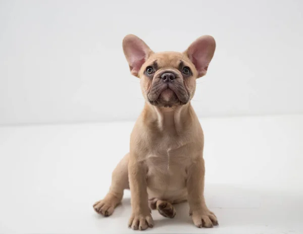 Portré Egy Francia Bulldog Kiskutya Fehér Alapon — Stock Fotó