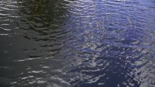 Glare Superfície Água Algas Debaixo Água Textura Contexto — Vídeo de Stock