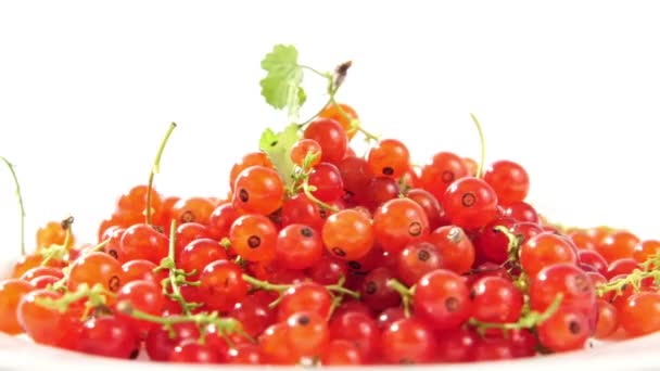 Ripe Tasty Berries Red Currant White Plate White Background — Stock Video