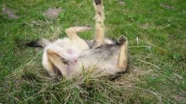 Neşeli bir kırma köpek çimlerin üzerinde yuvarlanıyor..
