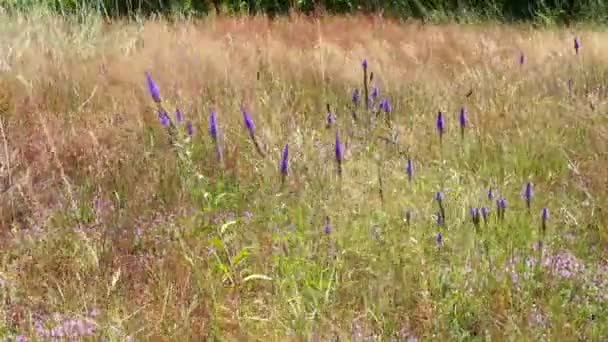 梅朵蓝色的花朵在风中摇曳 宛如草丛中的花冠 — 图库视频影像