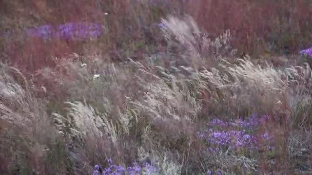 Wiatr Kołysze Barwną Suchą Trawę Piaszczystych Wzgórzach — Wideo stockowe