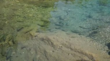 Şeffaf bir dağ nehrinde alabalık.
