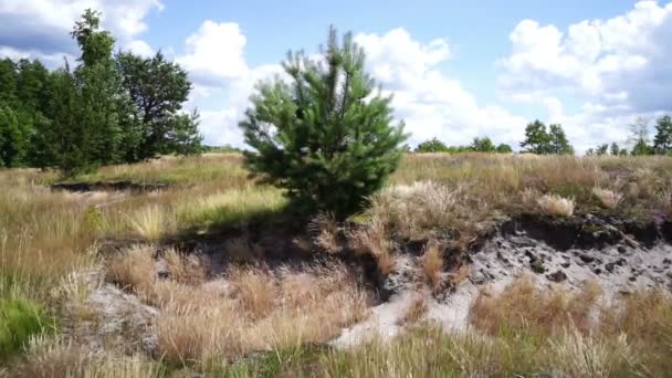 風が若い松の木を動かす 砂丘だ 乾いた草 — ストック動画
