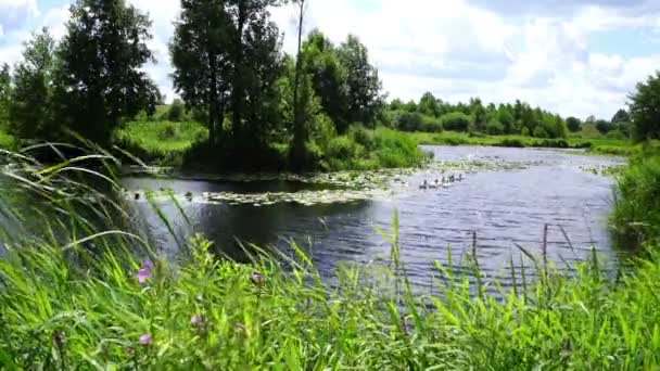 夏日阳光明媚 雁儿沿着森林的河岸游来游去 强风摇曳着水生植被 — 图库视频影像