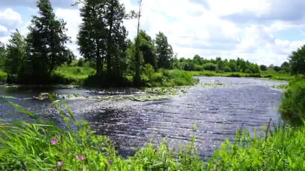 Ganzen Zwemmen Een Zonnige Zomerdag Langs Oever Van Een Bosrivier — Stockvideo