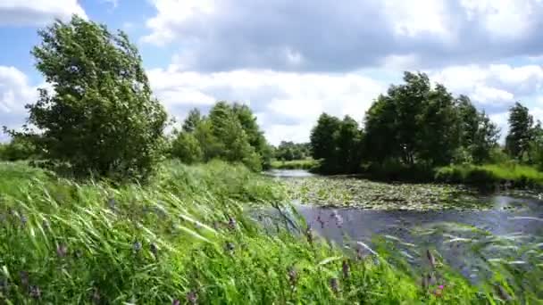 温暖的日子里 嫩绿的芦苇摇曳在池塘上 — 图库视频影像