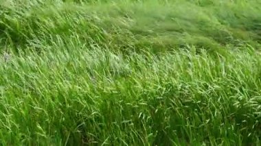 Yeşil çimenler kapanıyor. Çimler rüzgarda sallanıyor. Yeşil sulu çim biçme zamanı. Alp çayırı yoğun bir şekilde otlarla kaplıdır..
