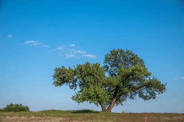 Mavi gökyüzüne karşı yapayalnız, yaşlı, tıknaz ağaç..