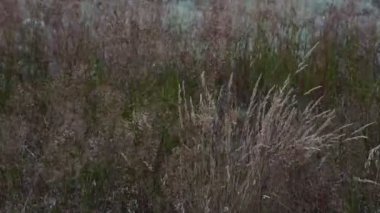 Renkli çayır ve bozkır güçlü bir rüzgarda sallanıyor. Seçici odaklanma. Bulanık arkaplan.