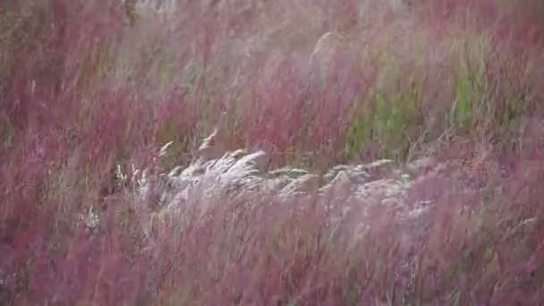 多彩的草地和草场在强风中摇曳 有选择的重点 模糊的背景 — 图库视频影像