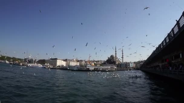 Стамбул Индейка Июня 2019 Года Чайки Над Портом Босфорском Проливе — стоковое видео