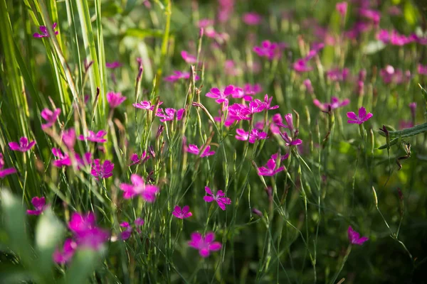 Wild carnation. Background from carnation flowers.