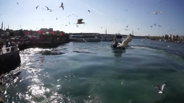 Möwen Über Dem Schiff Hafen Von Istanbul — Stockvideo