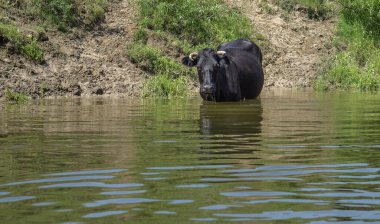 Nehirdeki inekler su içer..