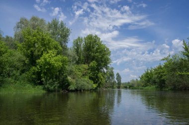 Orman nehri ve sık ağaçlarla kaplı bir manzara..