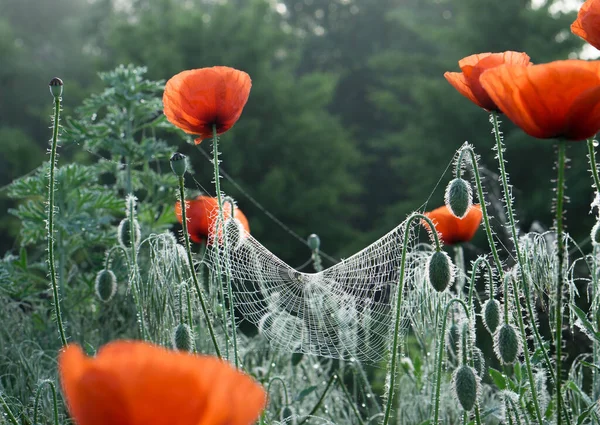 Red Poppies Morning Dew Sunrise — Stock Photo, Image