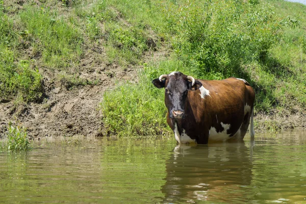 Krowy Wodzie Pitnej Rzeki — Zdjęcie stockowe
