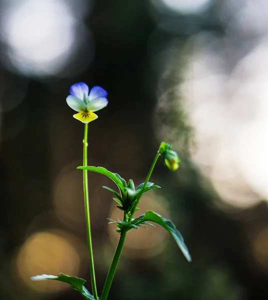 Tiga Warna Bunga Ungu Pada Latar Belakang Yang Kabur — Stok Foto