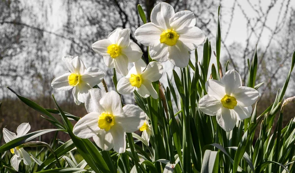 Bloeiende Narcissen Wei — Stockfoto