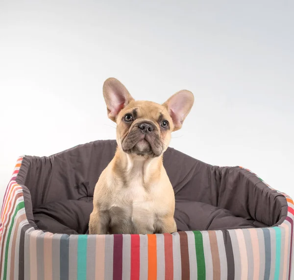 白い背景にフランスのブルドッグ子犬の肖像画 — ストック写真