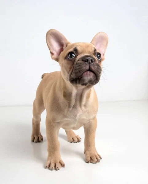 Retrato Cachorro Bulldog Francés Sobre Fondo Blanco —  Fotos de Stock