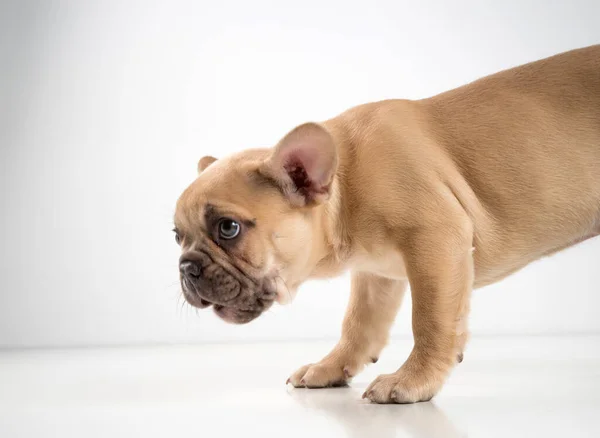 白い背景にフランスのブルドッグ子犬の肖像画 — ストック写真