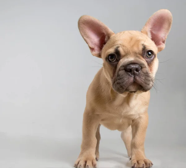 白い背景にフランスのブルドッグ子犬の肖像画 — ストック写真