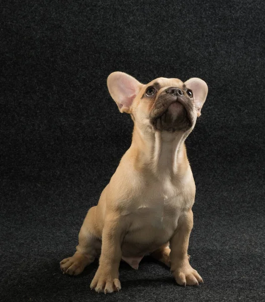 Retrato Cachorro Bulldog Francés Sobre Fondo Negro —  Fotos de Stock