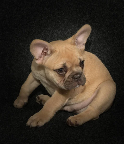 Retrato Cachorro Bulldog Francés Sobre Fondo Negro —  Fotos de Stock