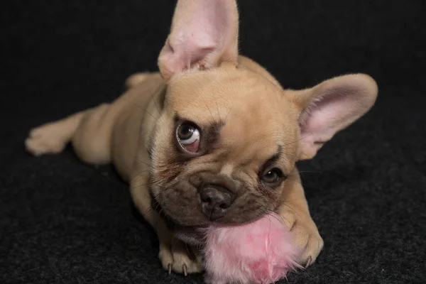 黒の背景にフランスのブルドッグ子犬の肖像画 — ストック写真