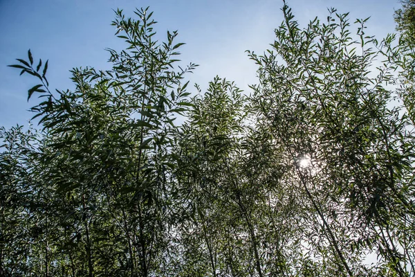 Sol Brilha Através Das Folhas Uma Árvore — Fotografia de Stock