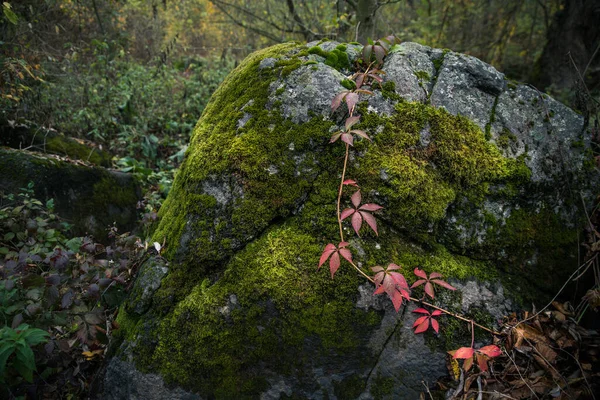 在绿色苔藓覆盖的石头背景上有红色葡萄叶的枝条 — 图库照片
