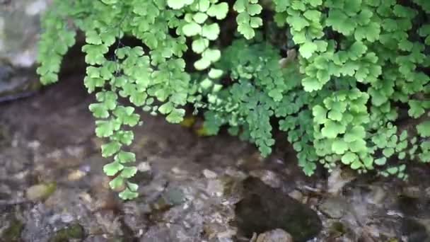 Hierba Verde Orilla Del Arroyo Agua Clara Río Montaña — Vídeos de Stock