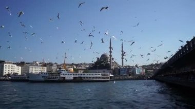 İstanbul. Hindi. 7 Haziran 2019, Boğaz Limanı 'ndaki martılar, Altın Boynuz. Arka planda bir eğlence gemisi ve Müslüman bir cami var..