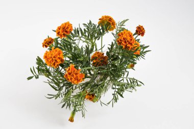 Beyaz arka planda bir buket kadife çiçeği..