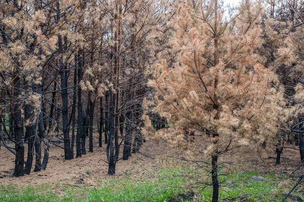 Сосновый лес после пожара. — стоковое фото