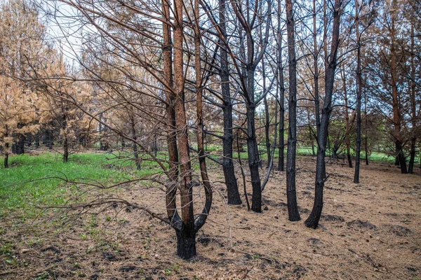火事の後の松林. — ストック写真