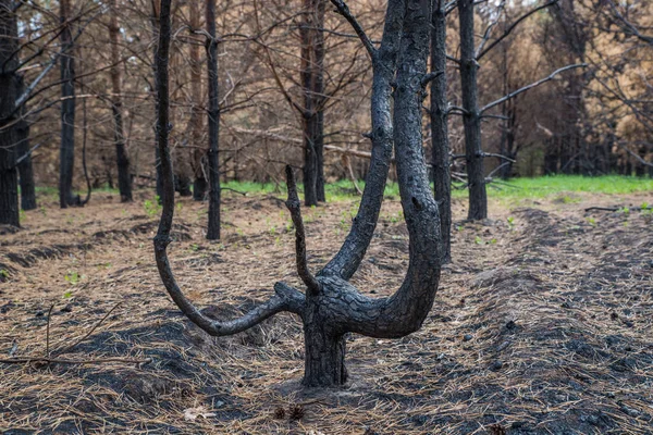 Сосновый Лес После Пожара — стоковое фото