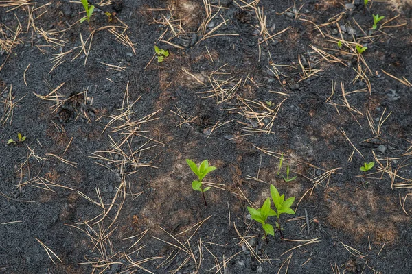 Petit Germe Vert Après Feu — Photo