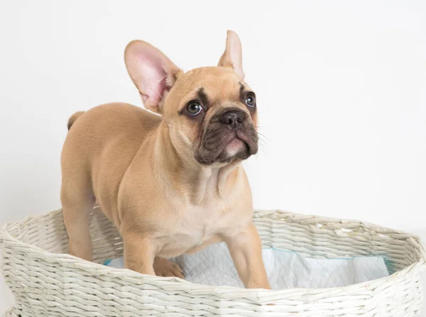 Ritratto Cucciolo Bulldog Francese Sfondo Bianco — Foto Stock