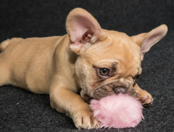 黒の背景にフランスのブルドッグ子犬の肖像画 — ストック写真